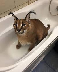 Floppa relaxing in the bathtub