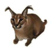 Floppa pfp option 7